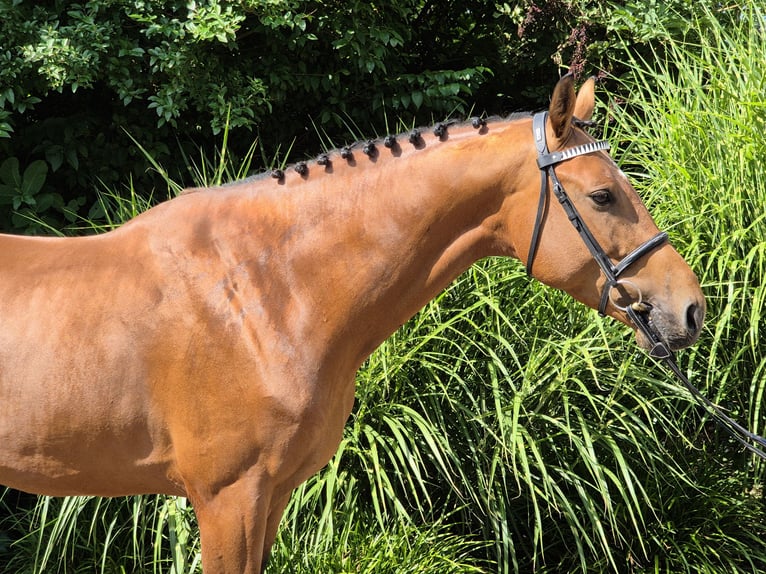 Holstein Stallion 4 years 16,1 hh Brown in Willich