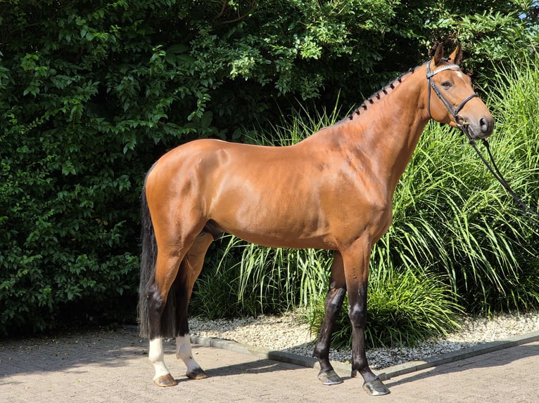 Holstein Stallion 4 years 16,1 hh Brown in Willich