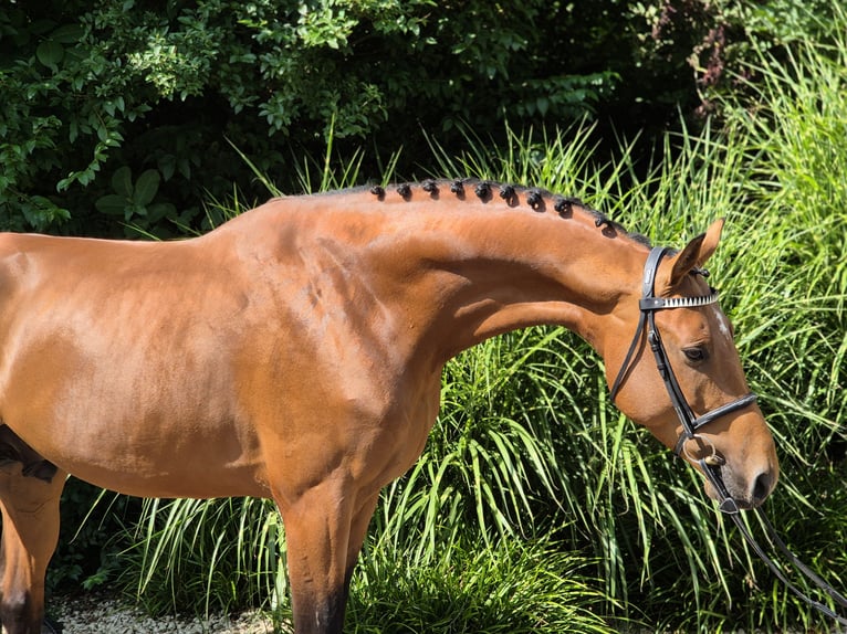 Holstein Stallion 4 years 16,1 hh Brown in Willich