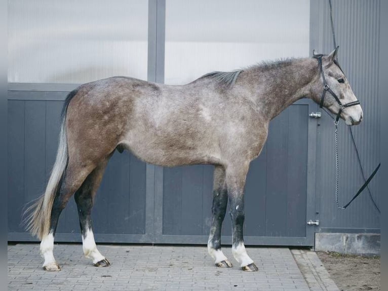 Holstein Stallion 4 years 16,1 hh Gray in Dębno