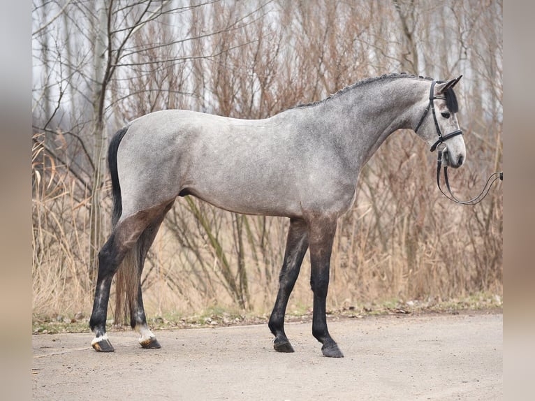 Holstein Stallion 4 years 16,2 hh Gray in Dunaújváros
