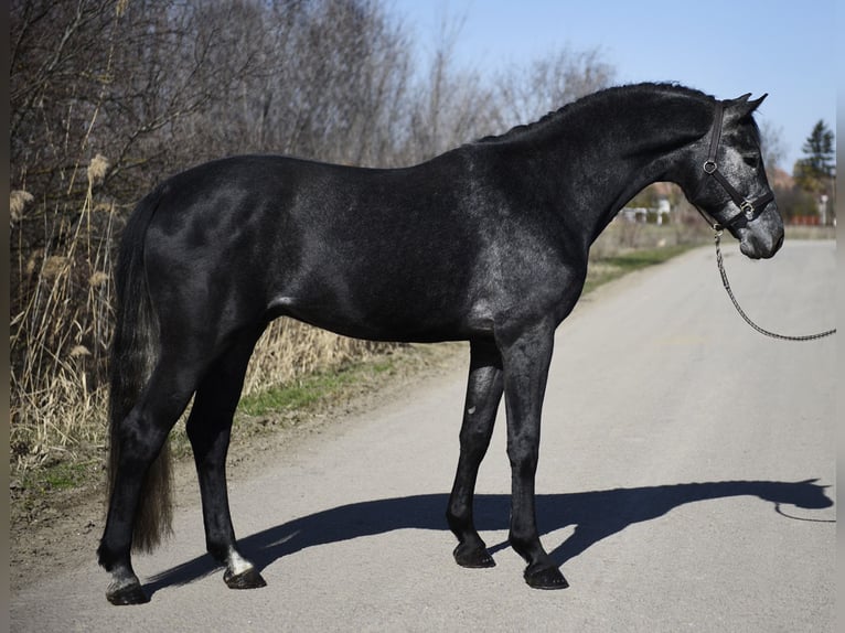 Holstein Stallion 4 years 16.2 hh Grey-Dark-Tan in Kecskemét