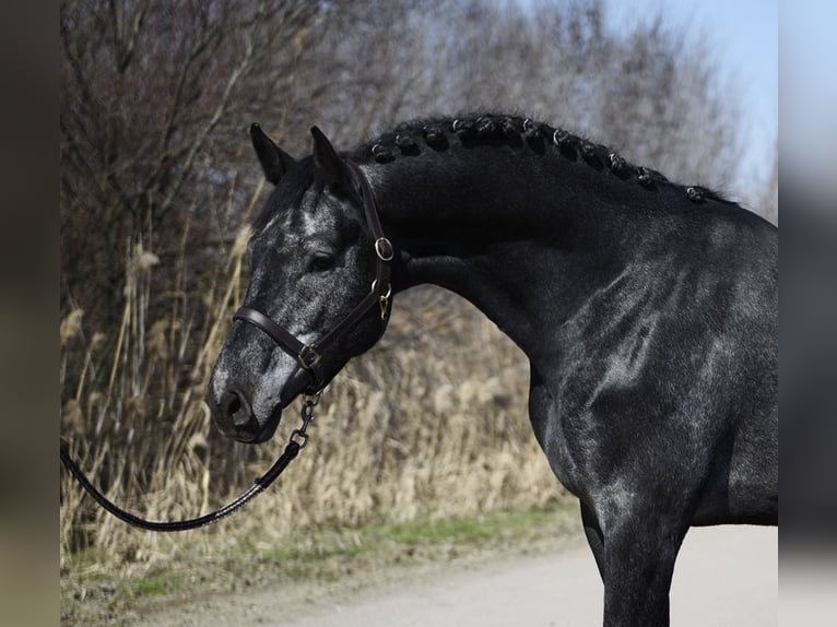 Holstein Stallion 4 years 16.2 hh Grey-Dark-Tan in Kecskemét