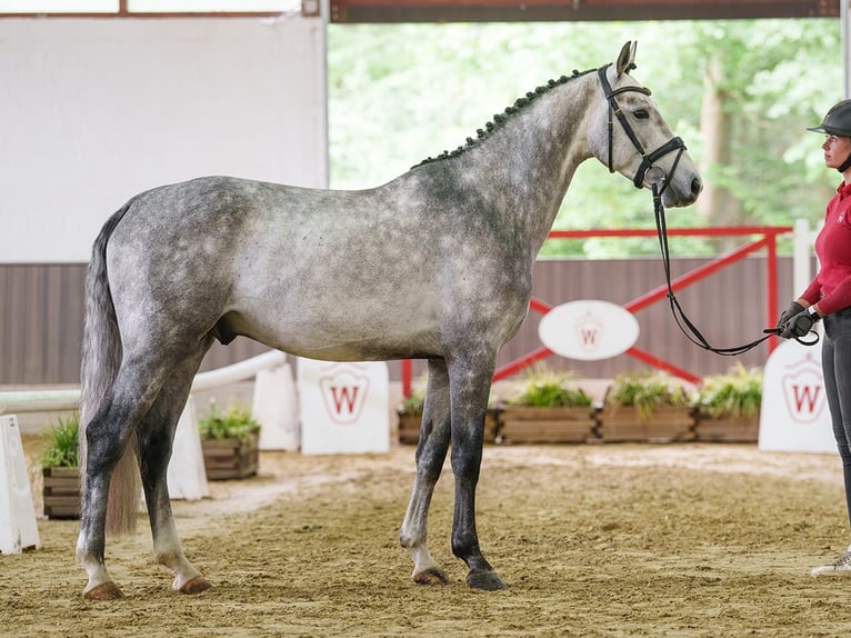 Holstein Stallion 4 years 16 hh Grey in Münster-Handorf