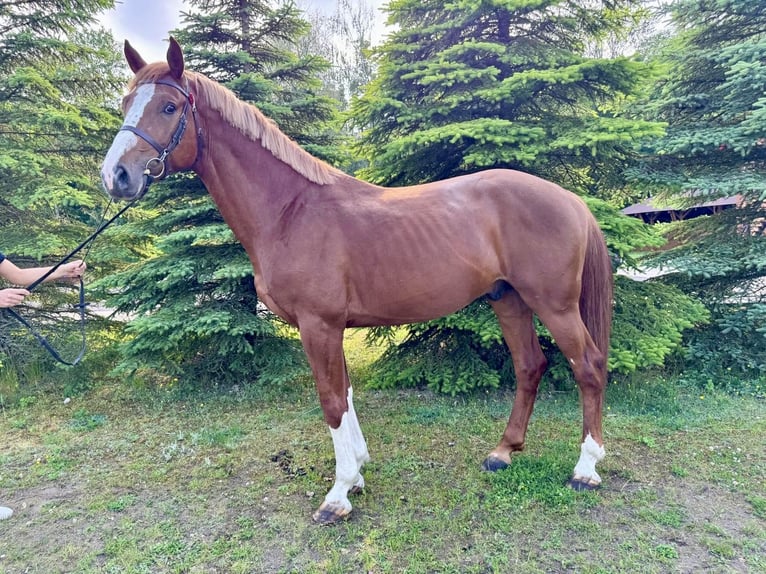 Holstein Stallion 4 years 16,1 hh Chestnut-Red in S&#x119;dzice