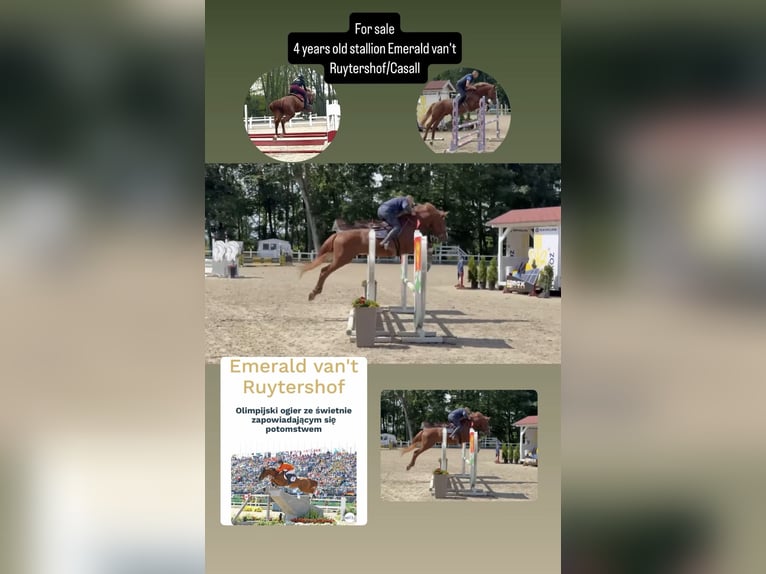 Holstein Stallion 4 years 16,1 hh Chestnut-Red in S&#x119;dzice