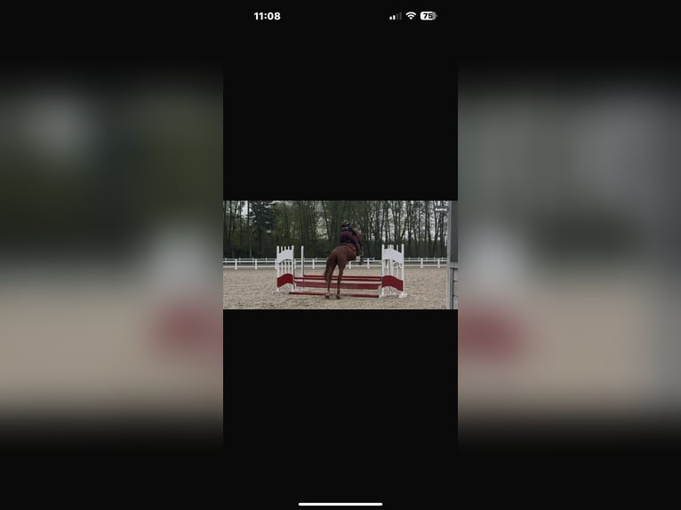 Holstein Stallion 4 years 16,1 hh Chestnut-Red in S&#x119;dzice