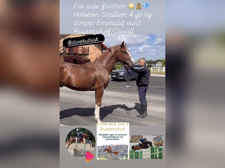 Holstein Stallion 4 years 16,1 hh Chestnut-Red in S&#x119;dzice