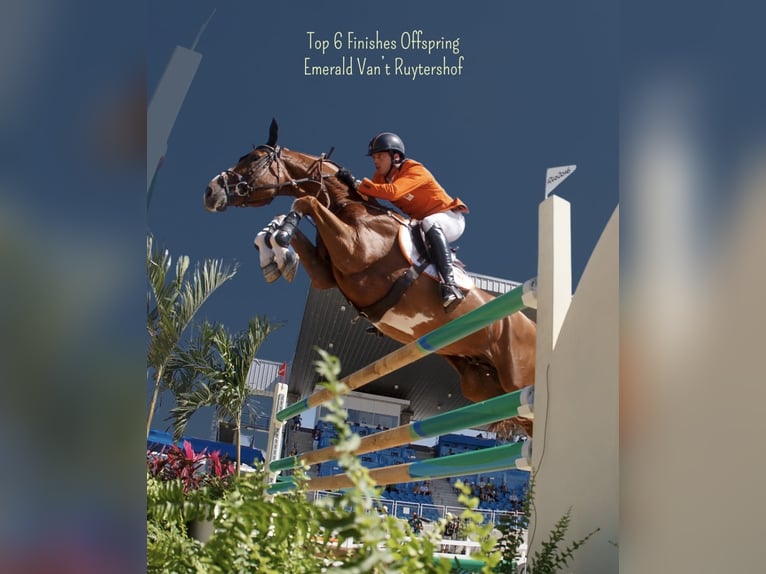 Holstein Stallion 4 years 16,1 hh Chestnut-Red in S&#x119;dzice