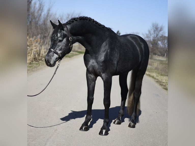 Holstein Stallion 4 years 16,2 hh Grey-Dark-Tan in Kecskemét