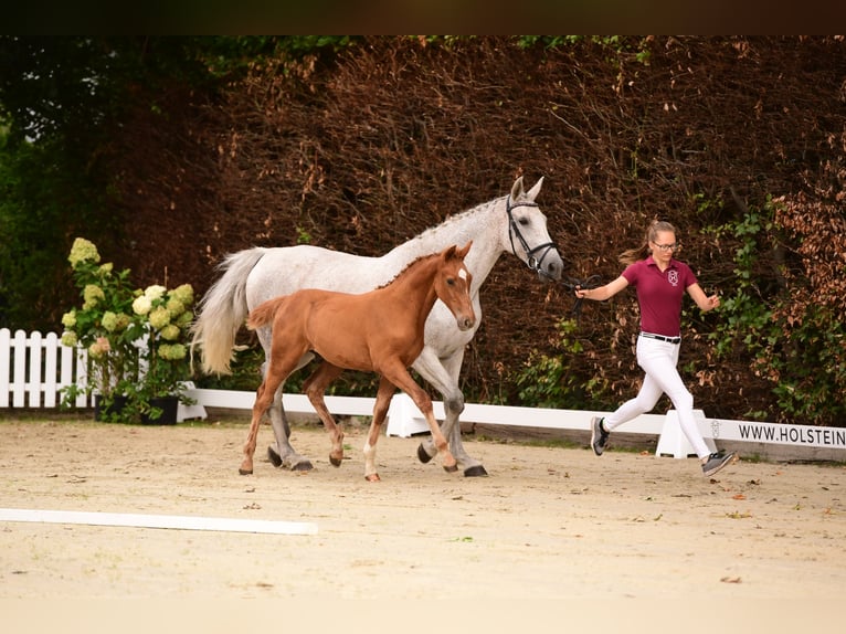 Holstein Stallion 4 years Chestnut-Red in Wolmersdorf