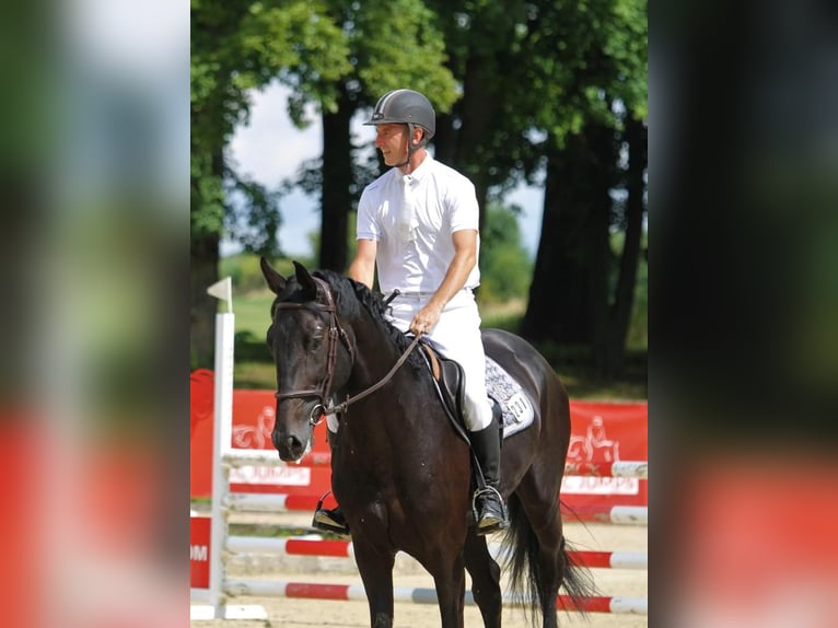 Holstein Stallion 5 years 16,1 hh Black in Kobierno