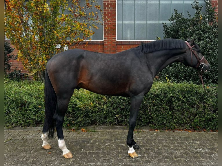 Holstein Stallion 5 years 16 hh Brown in Visbek