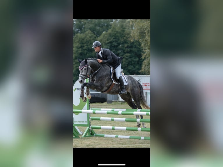Holstein Stallion 5 years 16 hh Grey in Wittenbergen