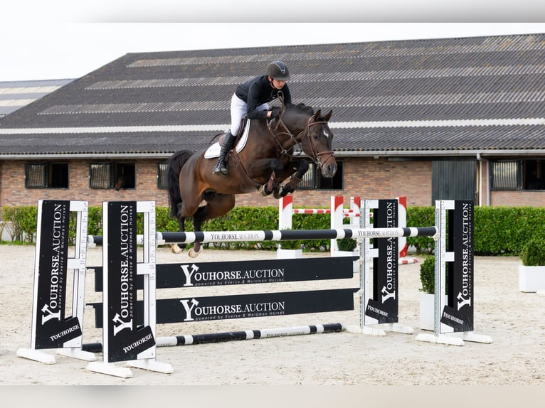 Holstein Stallion 5 years 16,1 hh Bay-Dark in Waddinxveen Holstein Stallion 5 years 16,1 hh Bay-Dark in Waddinxveen