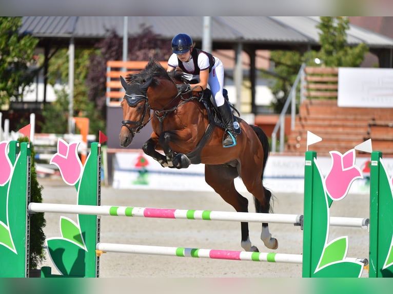 Holstein Stallion 5 years 17 hh Bay in Budapest
