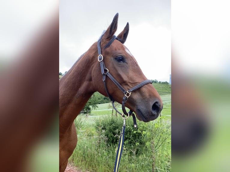 Holstein Stallion 5 years 17 hh Brown in Wittlich