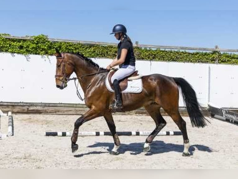 Holstein Stallion 5 years in Waddinxveen