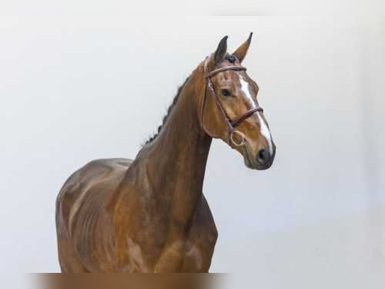 Holstein Stallion 5 years in Waddinxveen