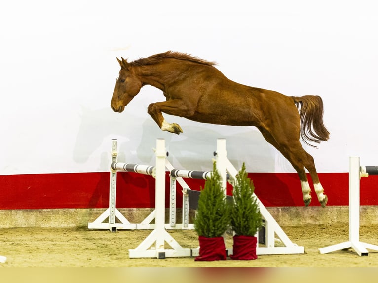 Holstein Stallion 6 years 15,2 hh Chestnut-Red in Waddinxveen