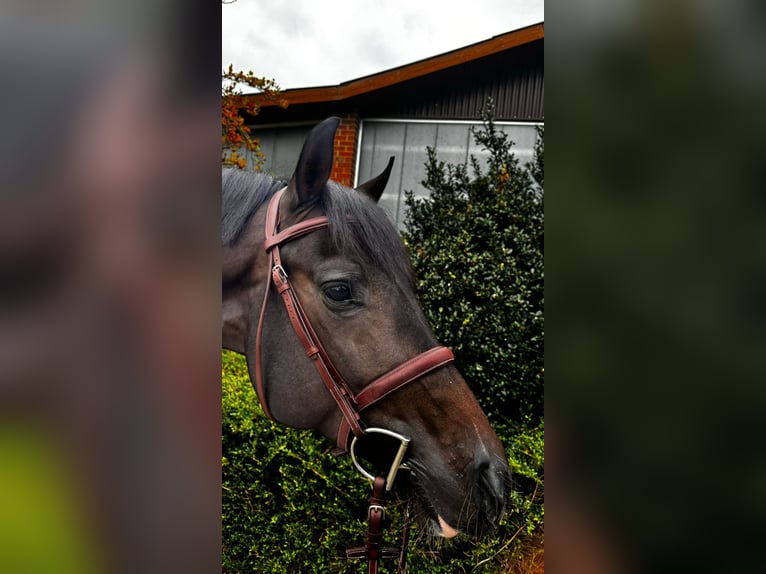 Holstein Stallion 6 years 16 hh Brown in Visbek