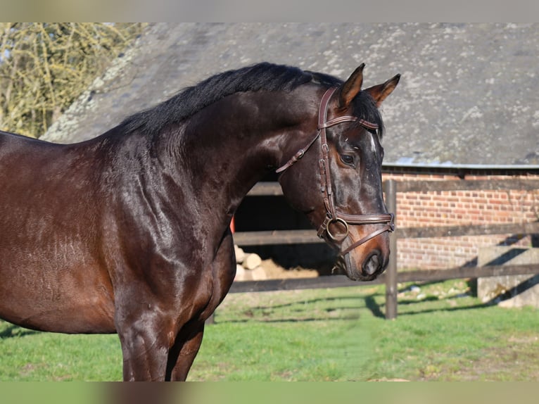 Holstein Stallion 6 years 16,1 hh  in GROTE-BROGEL