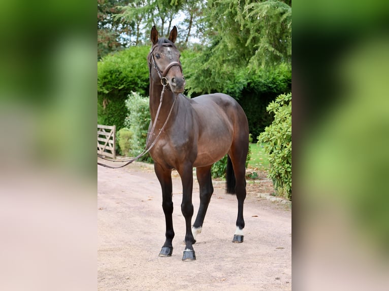 Holstein Stallion 6 years 16,1 hh  in GROTE-BROGEL