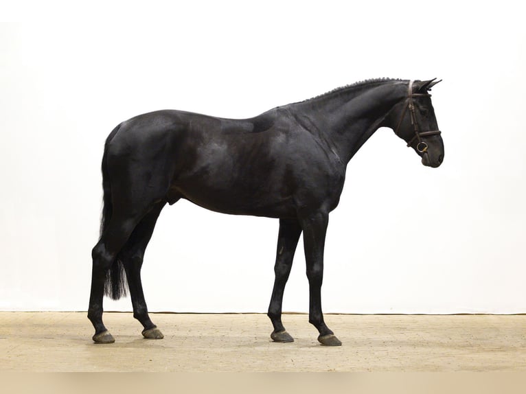 Holstein Stallion 6 years 17 hh Black in Waddinxveen