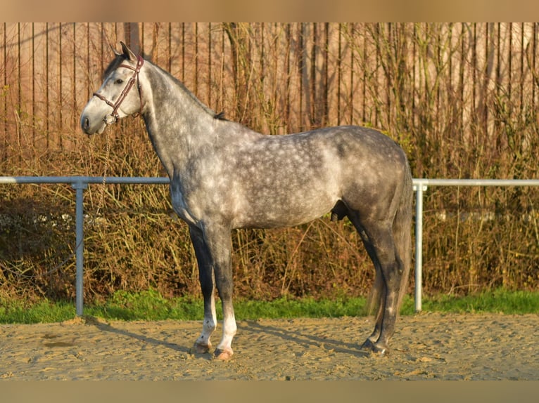 Holstein Stallion 6 years 17 hh Grey-Dapple in Geilenkirchen