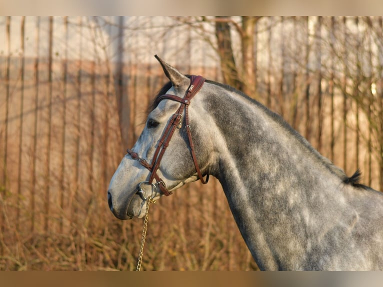 Holstein Stallion 6 years 17 hh Grey-Dapple in Geilenkirchen