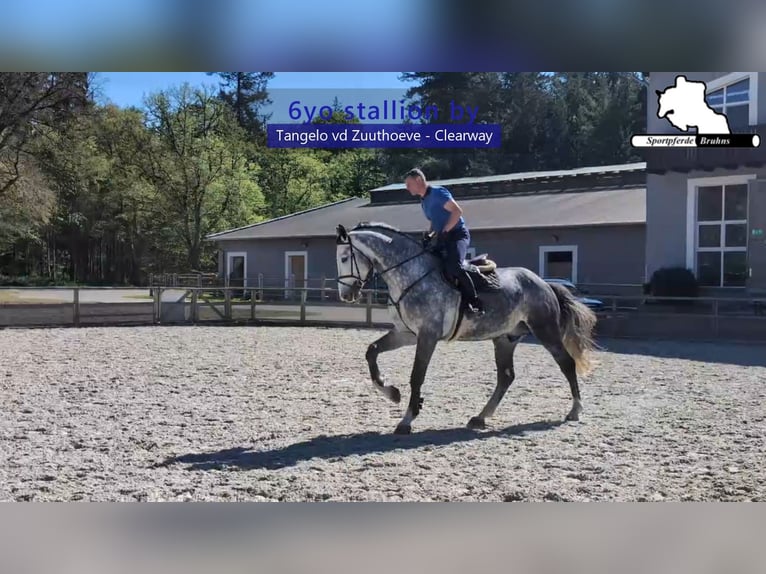 Holstein Stallion 6 years 17,1 hh Grey in Gadow