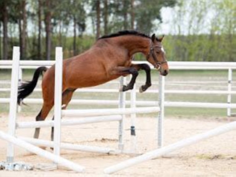 Holstein Stallion 6 years Brown in Trzcianka