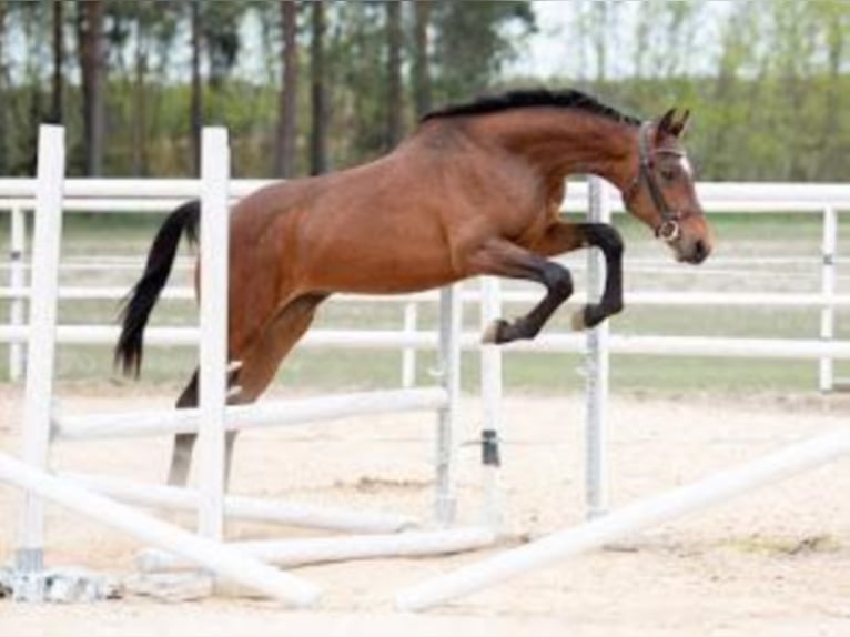 Holstein Stallion 6 years Brown in Trzcianka