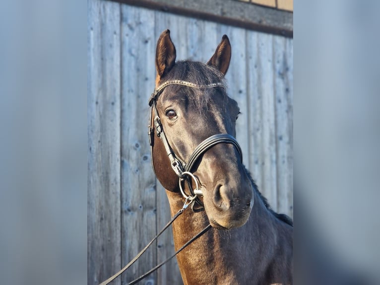 Holstein Stallion 7 years 16.1 hh Bay-Dark in Pronstorf