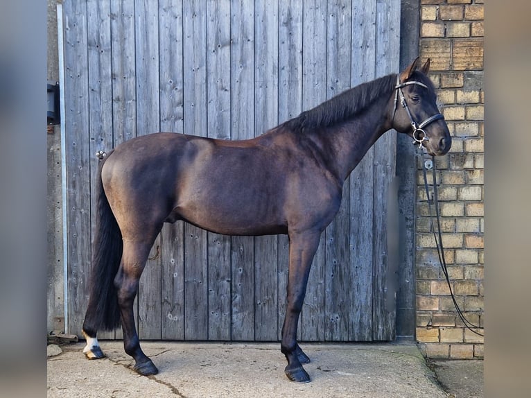 Holstein Stallion 7 years 16,1 hh Bay-Dark in Pronstorf