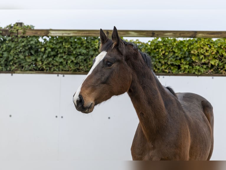 Holstein Stallion 7 years 17 hh Bay-Dark in Waddinxveen