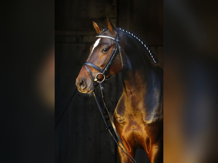 Holstein Stallion Bay-Dark in Celle