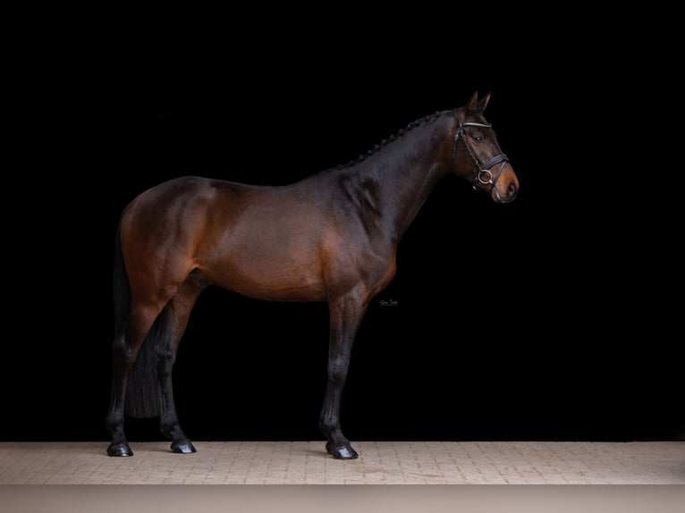 Holstein Stallion Brown in Aukrug