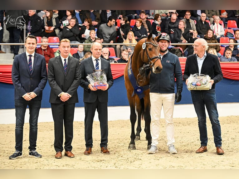 Holstein Stallion Brown in Lemwerder