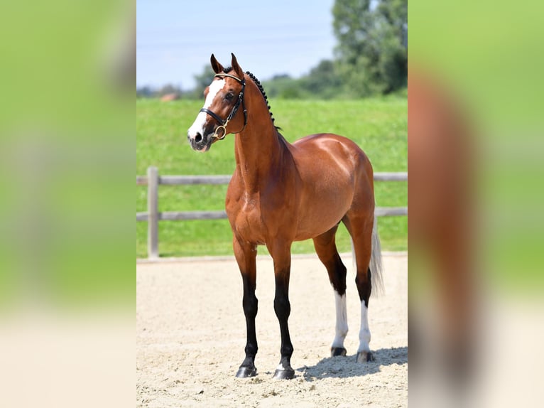 Holstein Stallion Brown in Pfarrkirchen