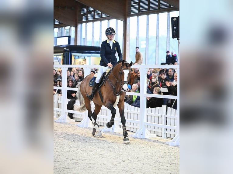 Holstein Stallion Brown in Pfarrkirchen