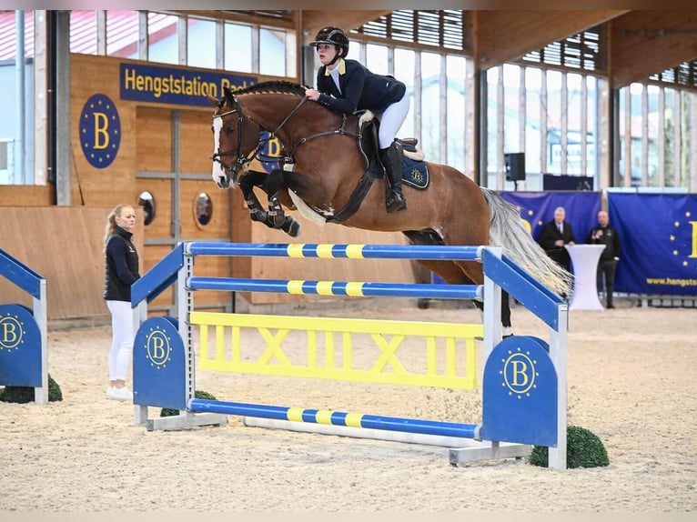 Holstein Stallion Brown in Pfarrkirchen