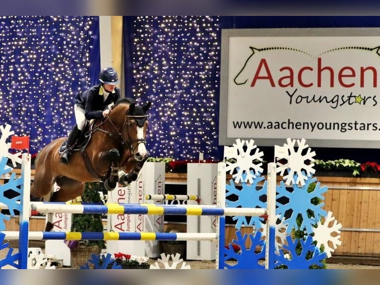 Holstein Stallion Brown in Pfarrkirchen