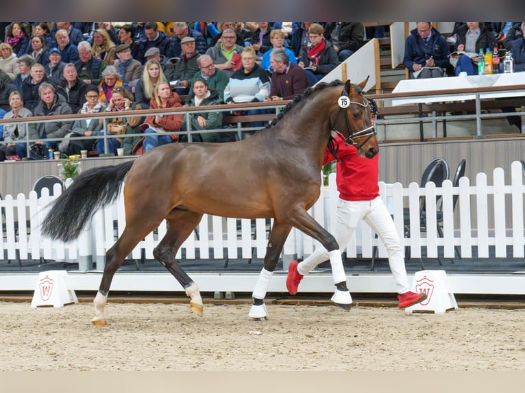 Holstein Stallion Brown in Pfarrkirchen