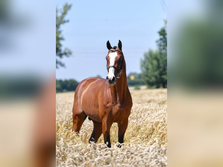 Holstein Stallion Brown in Pfarrkirchen