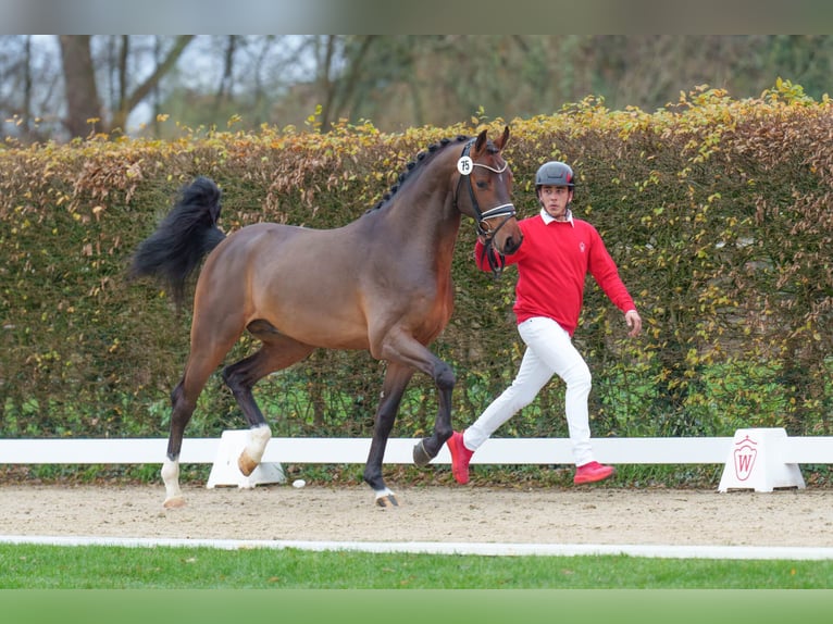 Holstein Stallion Brown in Pfarrkirchen