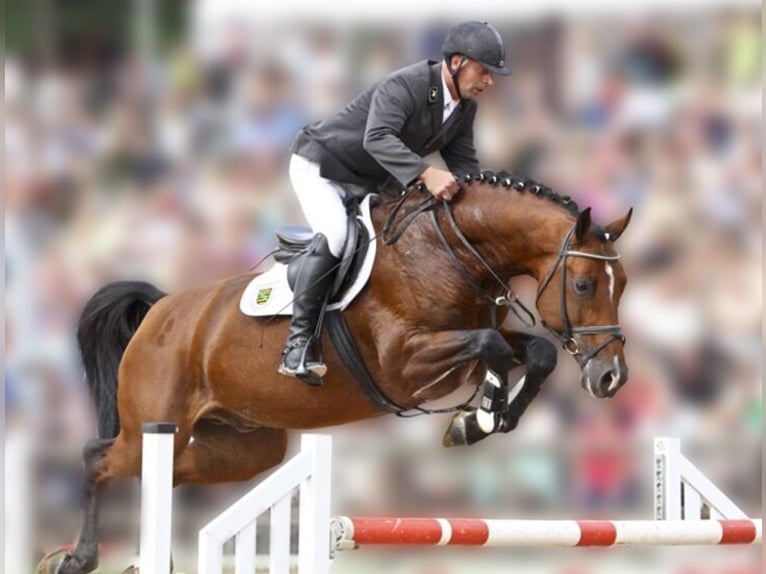 Holstein Stallion Brown in Nordhausen