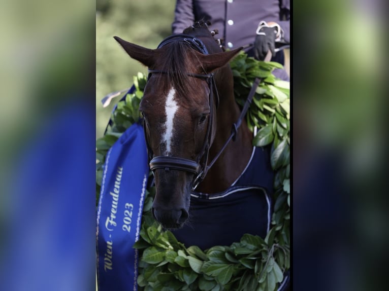 Holstein Stallion Chestnut-Red in wien