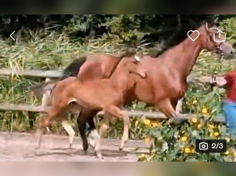 Holstein Stallion  13,3 hh Brown in Heide