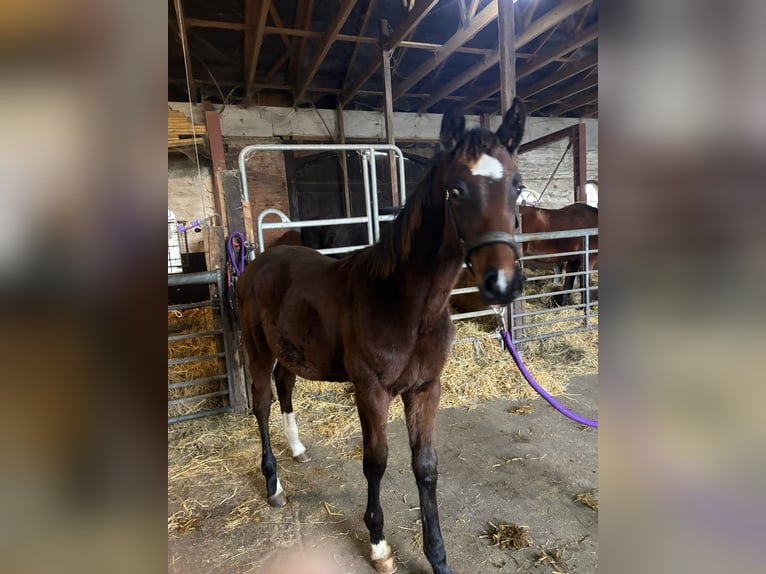 Holstein Stallion  13,3 hh Brown in Heide